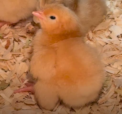 Base Chicks Coop token image