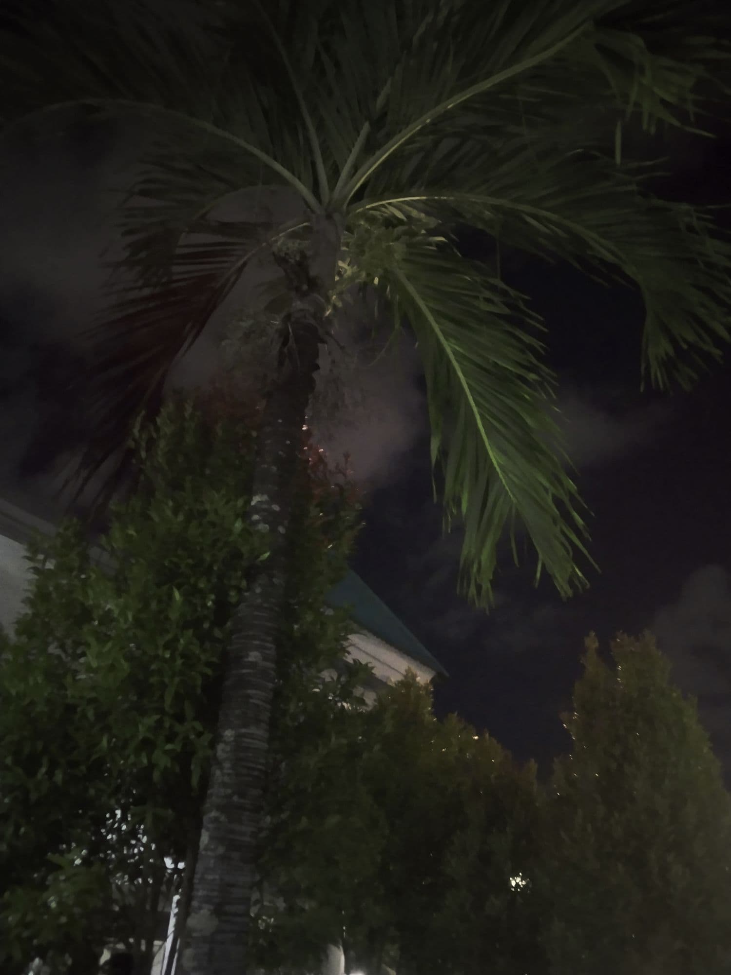 nightvibe token image