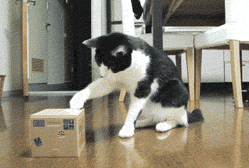 Curious Cat token image