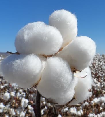 algodón token image