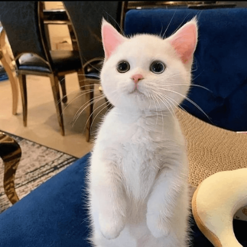catcoin token image